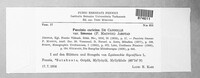 Puccinia caricina image